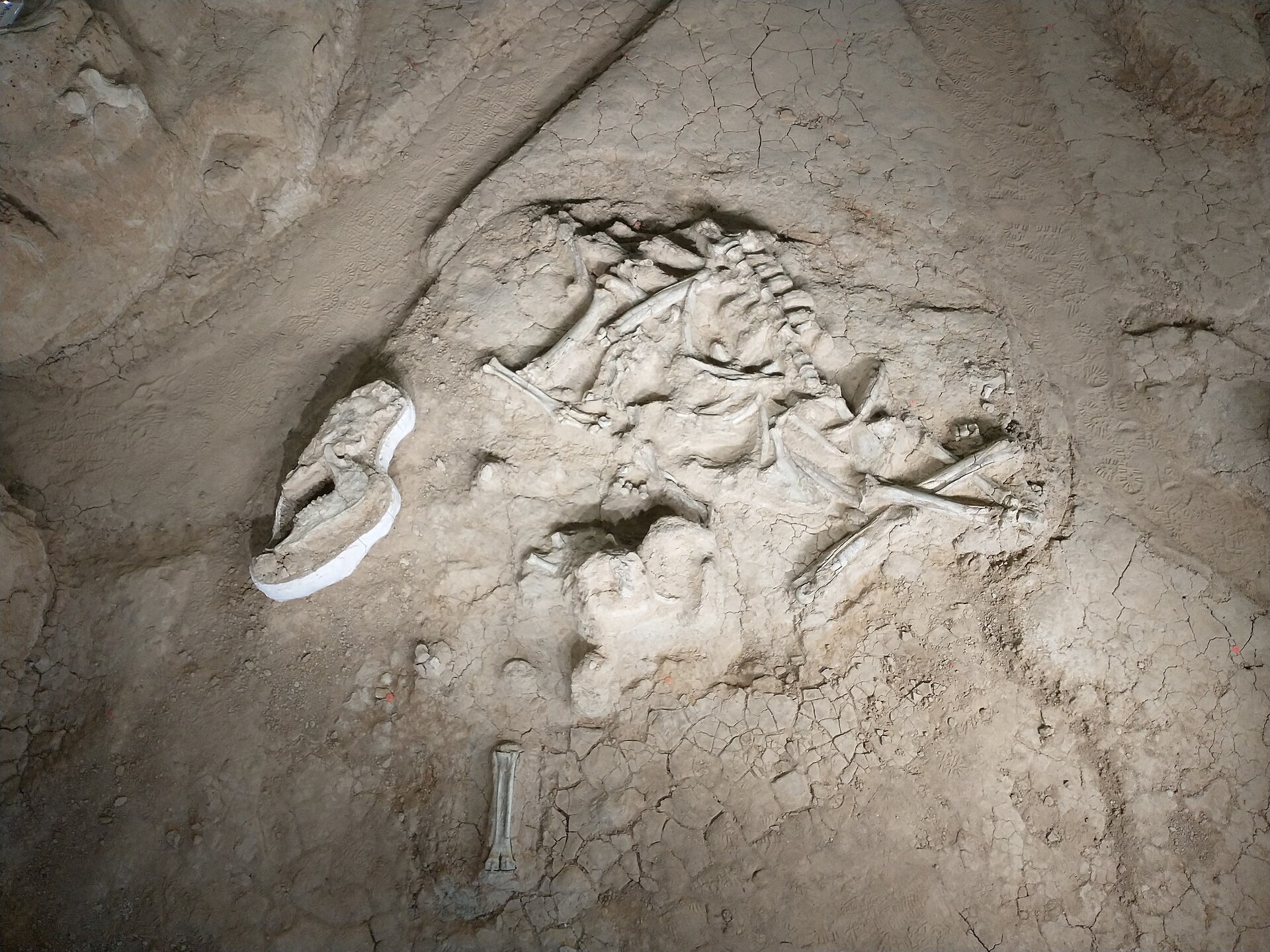 Waco Mammoth National Monument, Texas