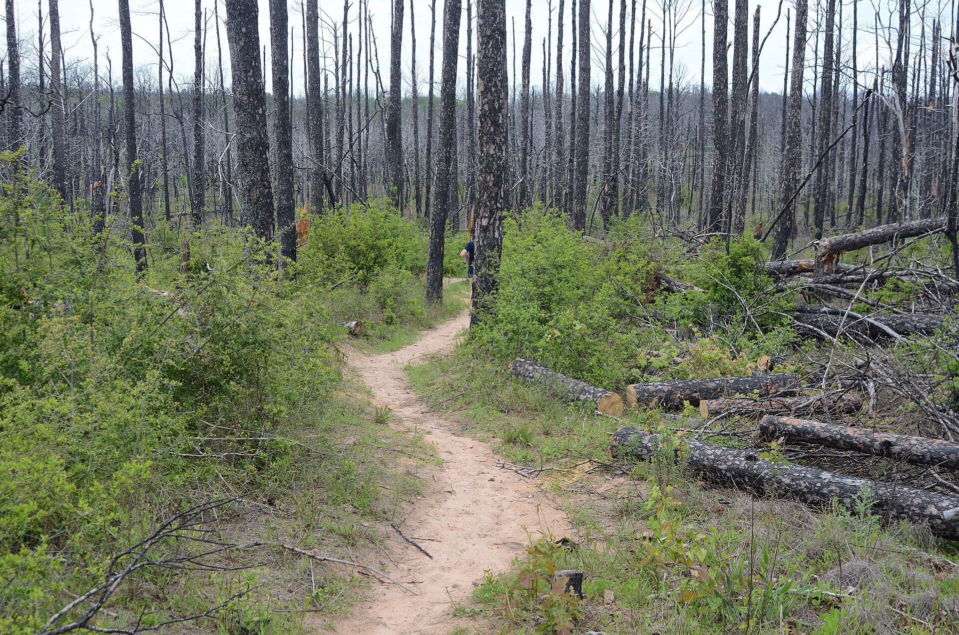 Bastrop State Park, Texas
