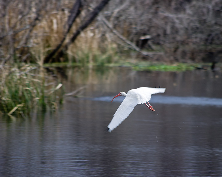 Brazos Bend State Park, Texas