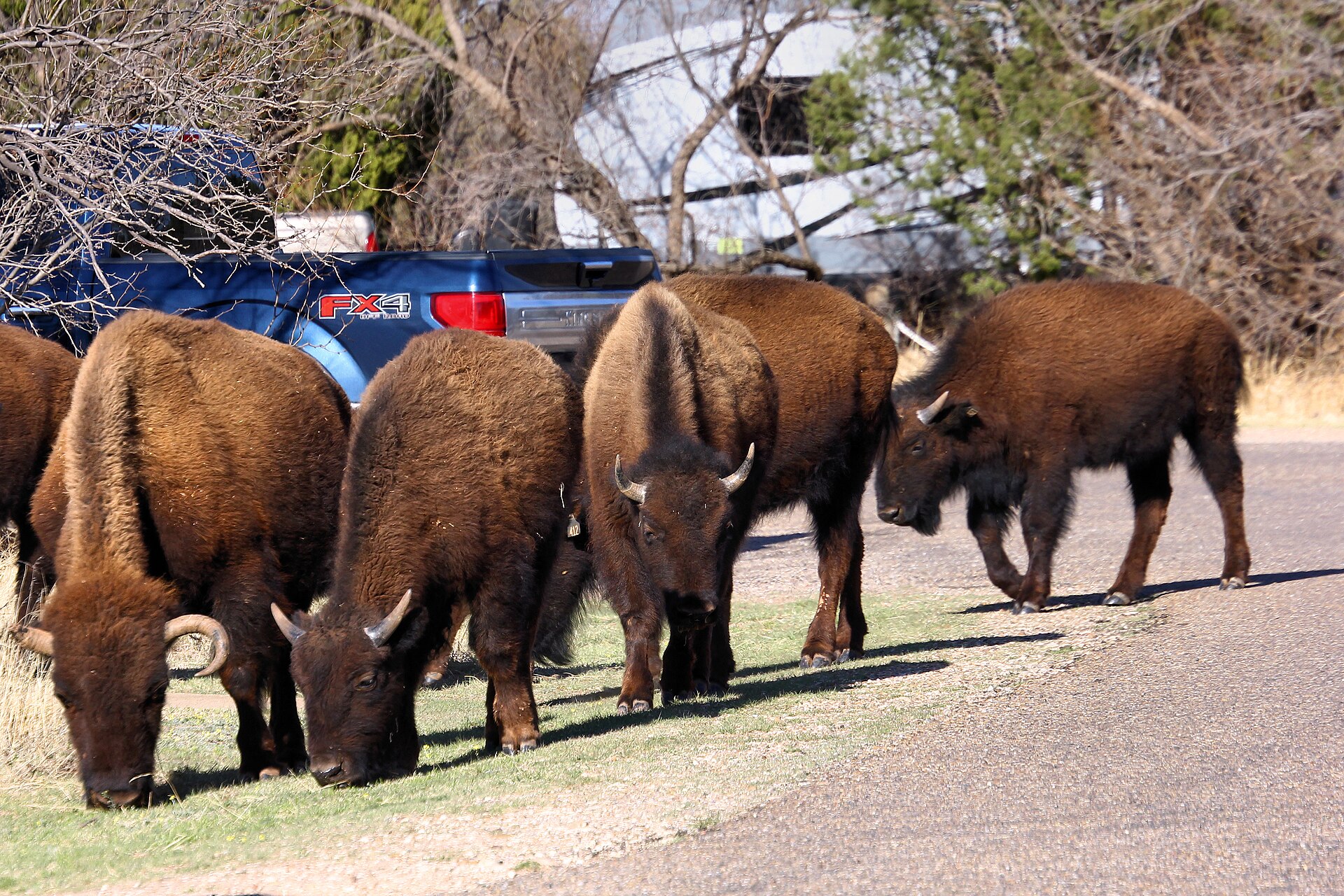 Caprock Canyons State Park & Trailway, Texas