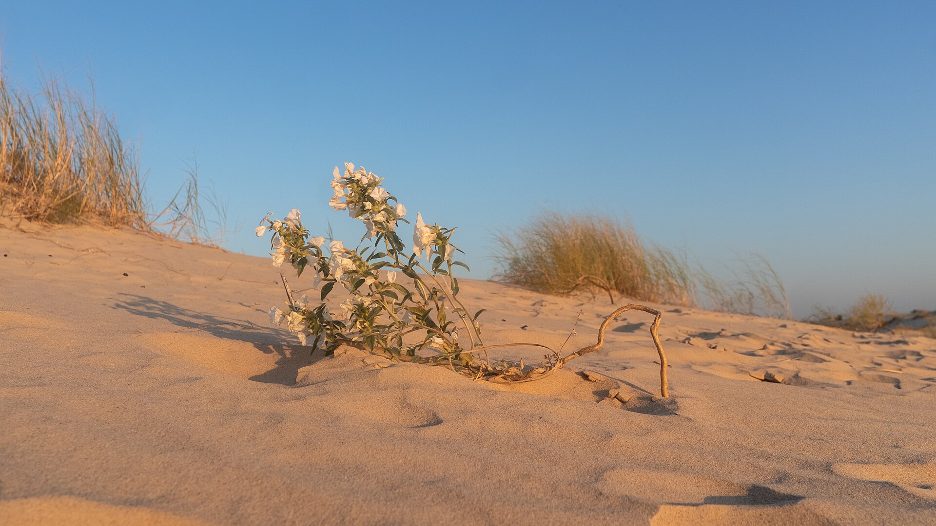 Monahans Sandhills State Park, Texas