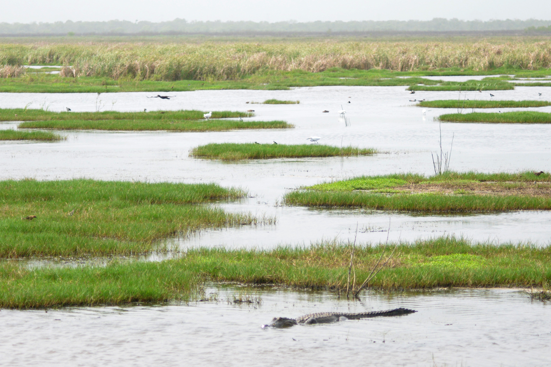 American alligator in Moccasin Pond at San Bernard National Wildlife Refuge