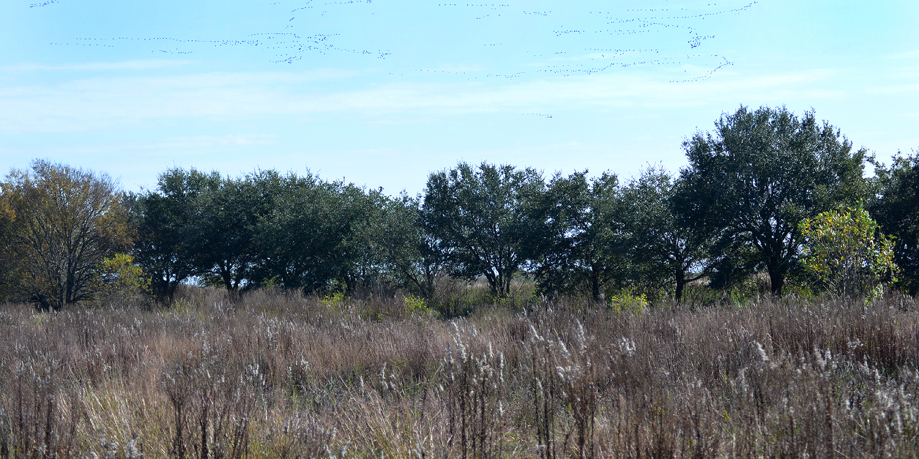 Coastal wetland habitat at Jocelyn Nungaray National Wildlife Refuge, formerly Anahuac National Wildlife Refuge