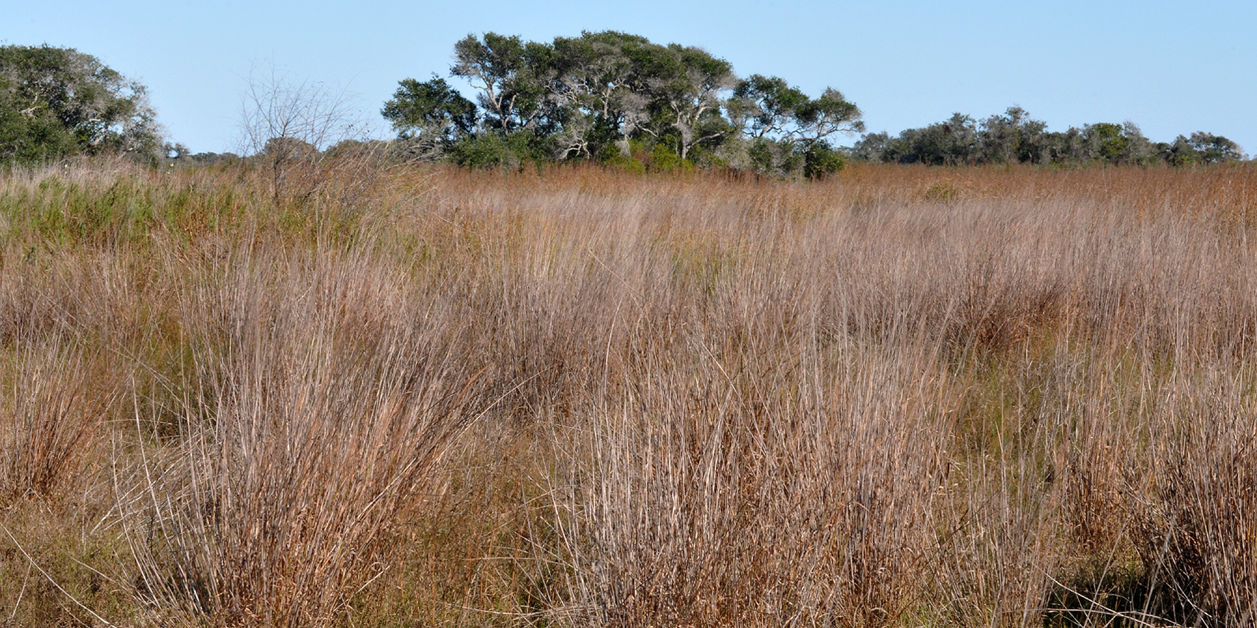 Coastal habitat at Aransas National Wildlife Refuge on the Texas Gulf Coast