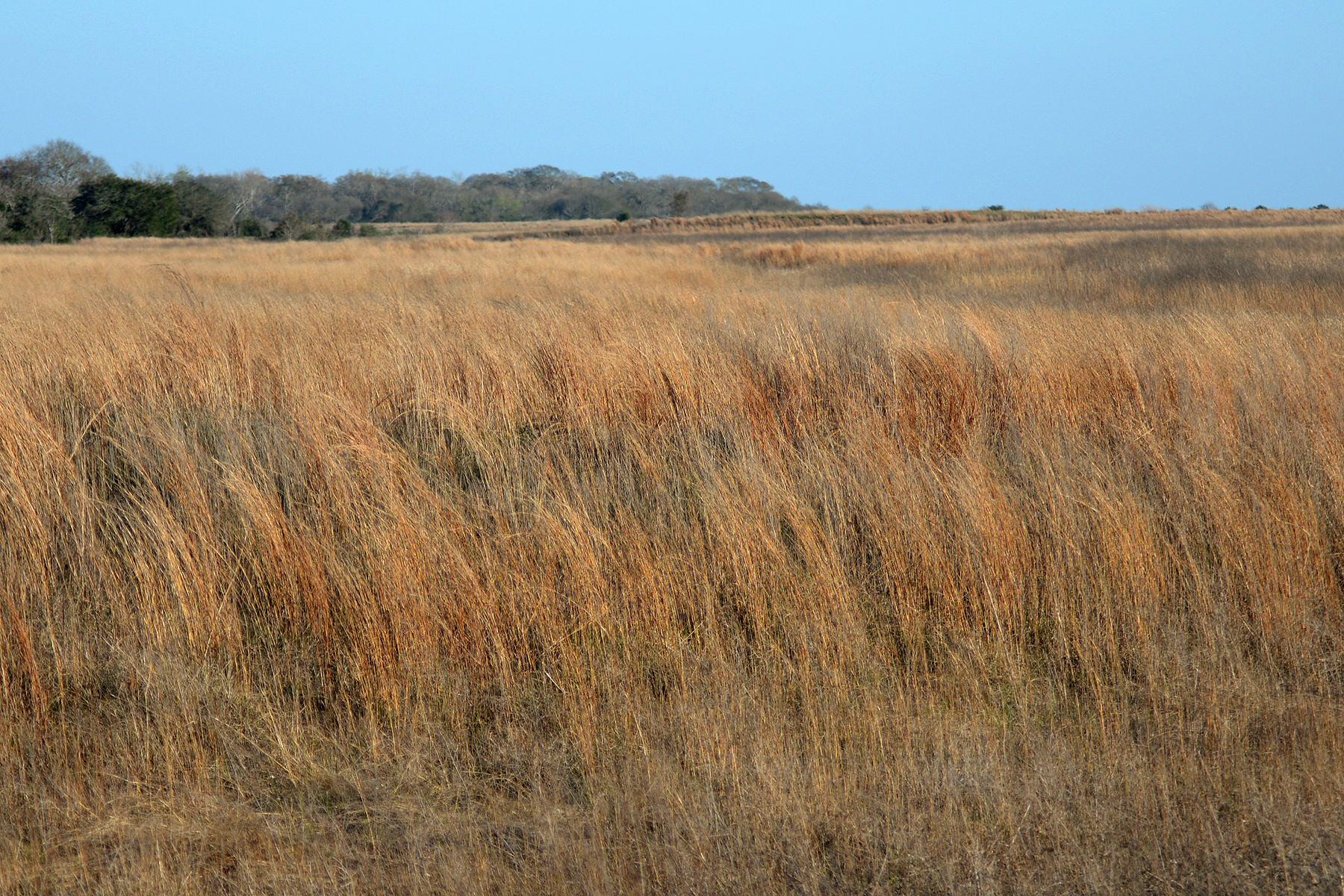 Native coastal prairie at Attwater Prairie Chicken National Wildlife Refuge in Colorado County