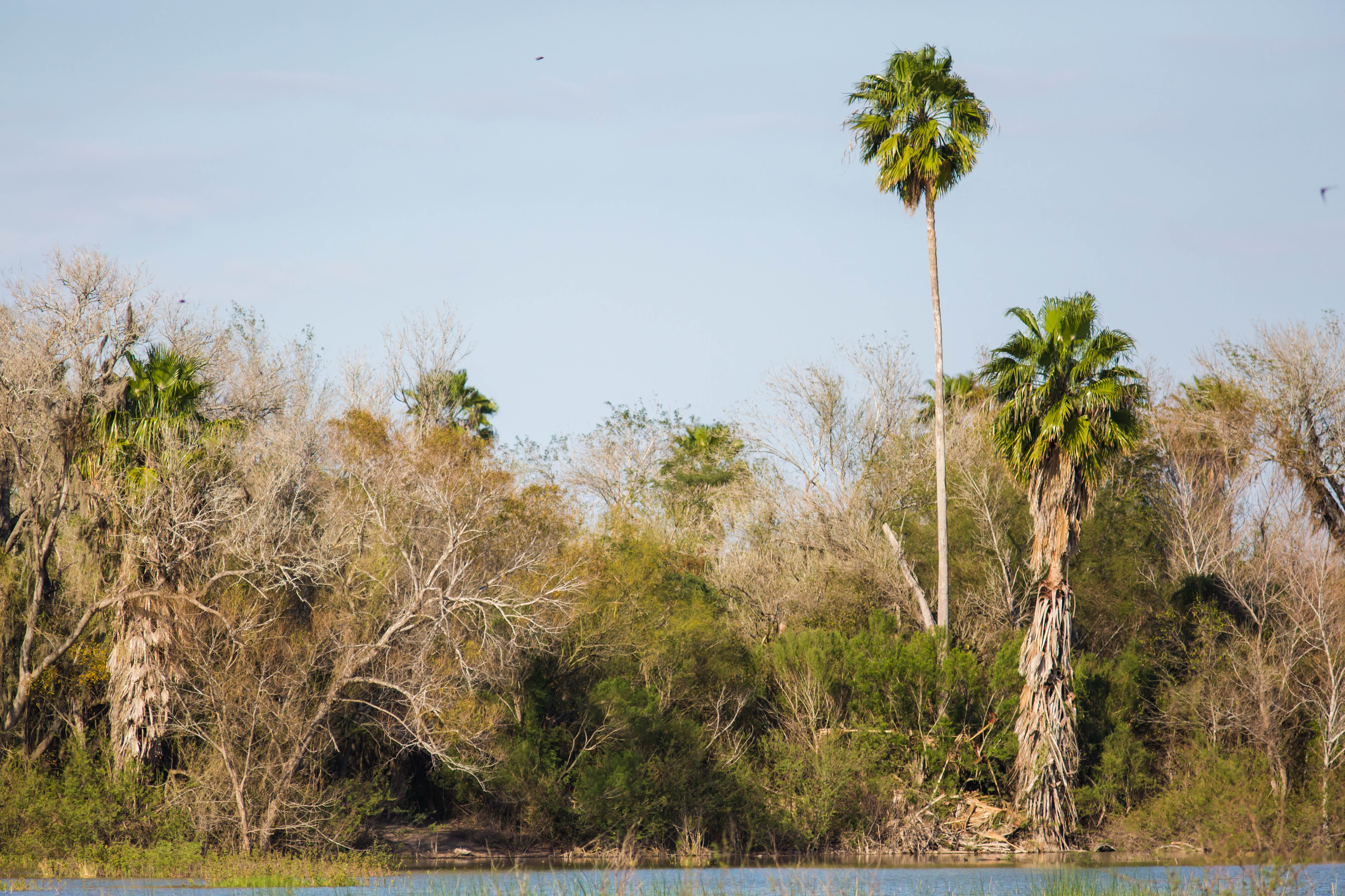 Wildlife habitat at Santa Ana National Wildlife Refuge in the Lower Rio Grande Valley