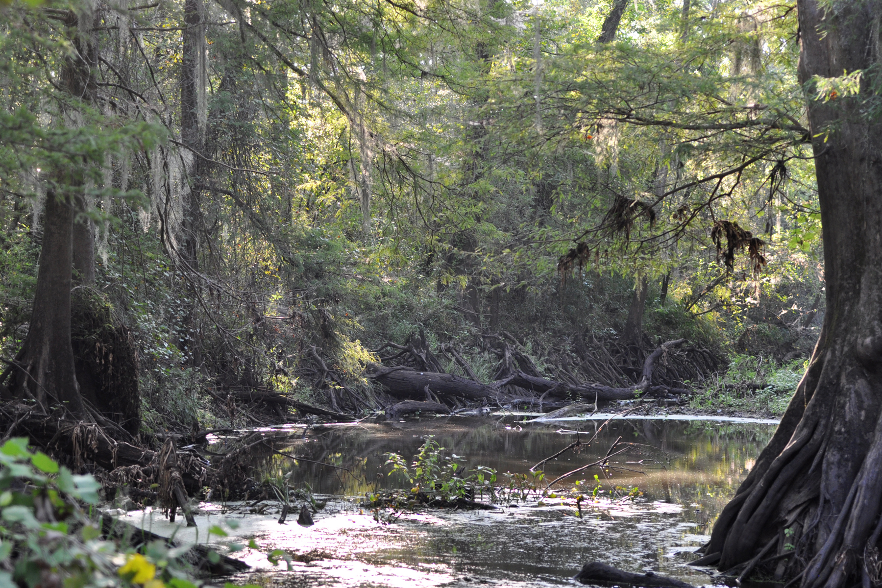 Tanner Bayou in the Brierwood Unit of Trinity River National Wildlife Refuge